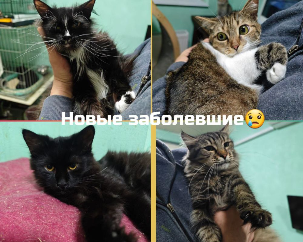 Друзья! Сегодня праздник, поздравляем Друзья! Сегодня праздник, поздравляем