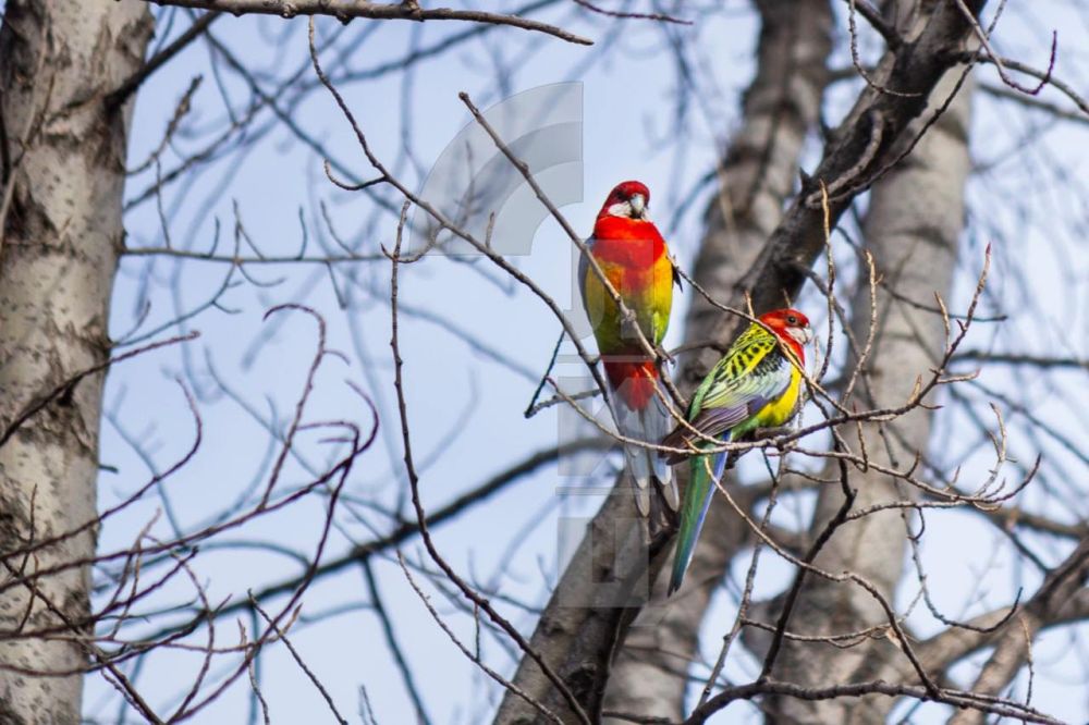 Нет-нет, фото не из Африки Встретили этих попугаев в Луганске Нет-нет, фото не из Африки Встретили этих попугаев в Луганске