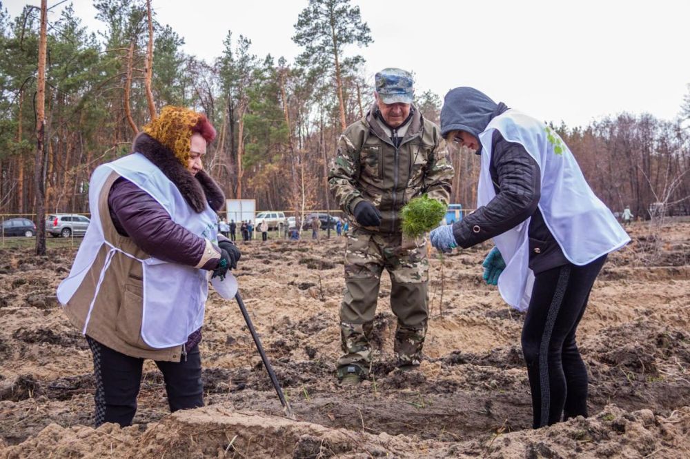 Участники международной акции «Сад памяти» высадили почти 15 тыс Участники международной акции «Сад памяти» высадили почти 15 тыс