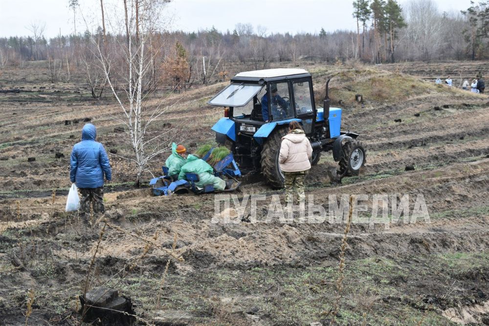 В Луганской Народной Республике стартовала международная акция «Сад памяти» В Луганской Народной Республике стартовала международная акция «Сад памяти»