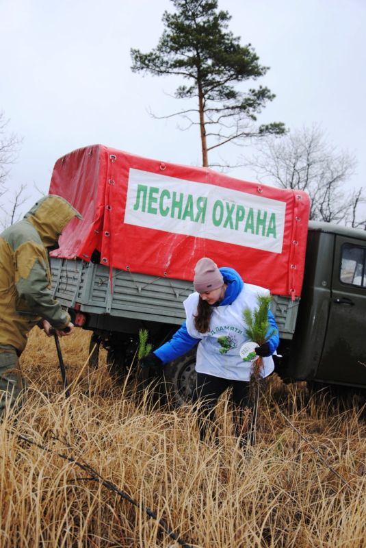 В Николаевском лесничестве участники Международной акции «Сад памяти» высадили 100 сеянцев сосны в память о героях Отечества В Николаевском лесничестве участники Международной акции «Сад памяти» высадили 100 сеянцев сосны в память о героях Отечества