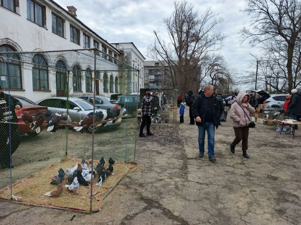 В Красном Луче состоялась ярмарка-выставка голубей, кроликов и домашних птиц В Красном Луче состоялась ярмарка-выставка голубей, кроликов и домашних птиц