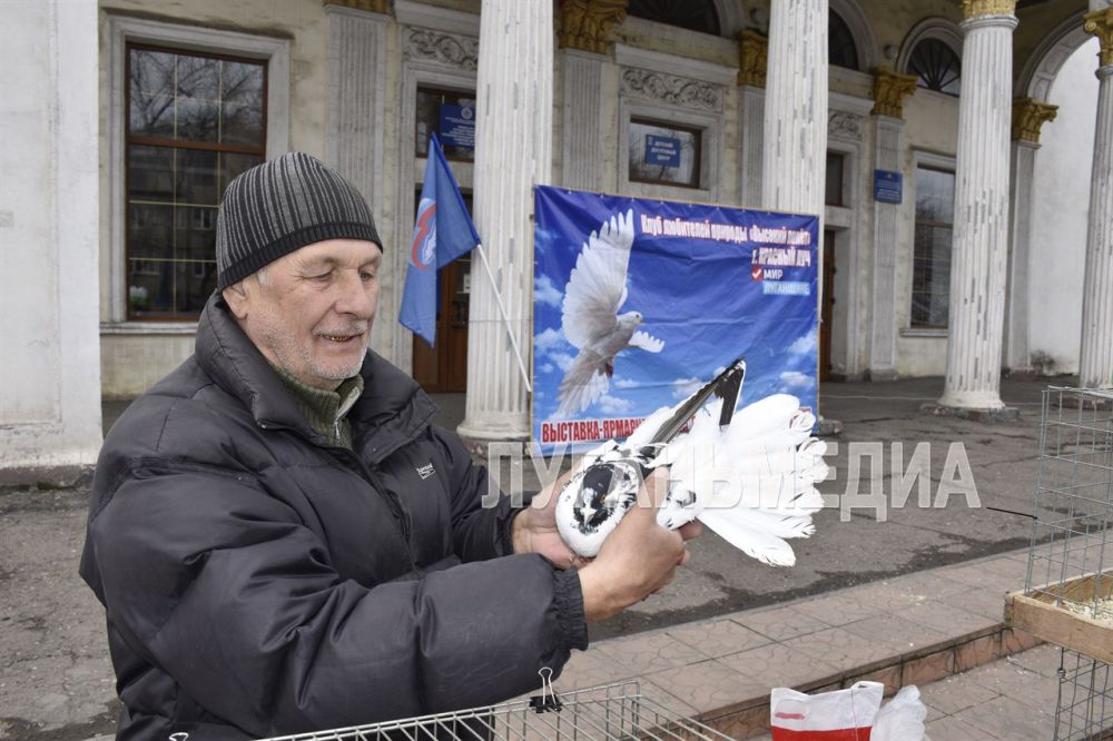 В Красном Луче состоялась выставка-ярмарка голубей В Красном Луче состоялась выставка-ярмарка голубей