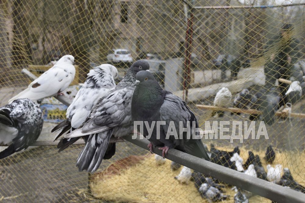В Красном Луче состоялась выставка-ярмарка голубей В Красном Луче состоялась выставка-ярмарка голубей