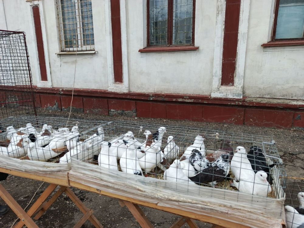 В Красном Луче состоялась ярмарка-выставка голубей, кроликов и домашних птиц В Красном Луче состоялась ярмарка-выставка голубей, кроликов и домашних птиц