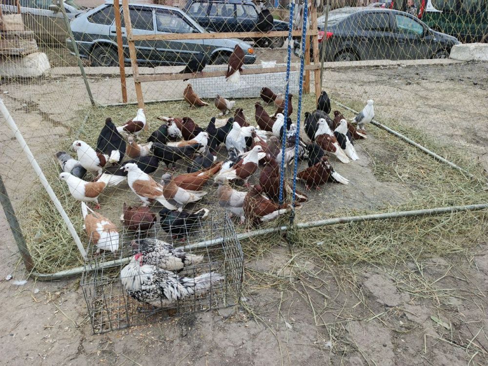 В Красном Луче состоялась ярмарка-выставка голубей, кроликов и домашних птиц В Красном Луче состоялась ярмарка-выставка голубей, кроликов и домашних птиц