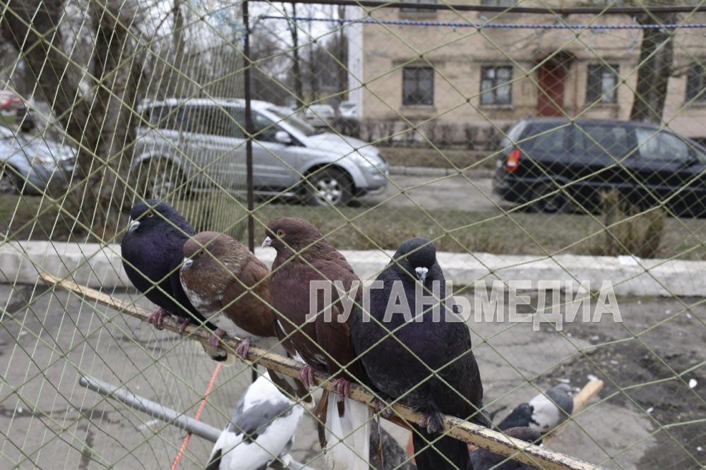 В Красном Луче состоялась выставка-ярмарка голубей В Красном Луче состоялась выставка-ярмарка голубей