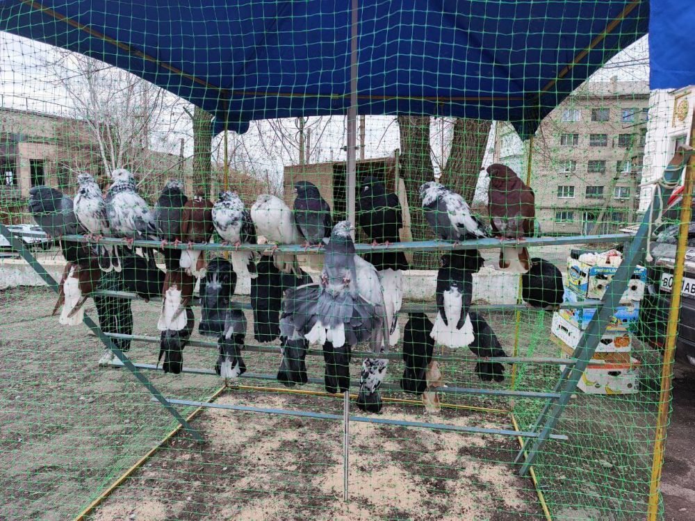 В Красном Луче состоялась ярмарка-выставка голубей, кроликов и домашних птиц В Красном Луче состоялась ярмарка-выставка голубей, кроликов и домашних птиц