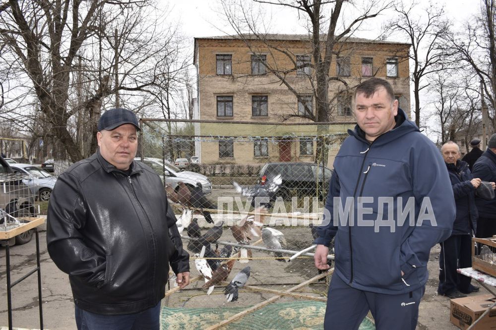 В Красном Луче состоялась выставка-ярмарка голубей В Красном Луче состоялась выставка-ярмарка голубей