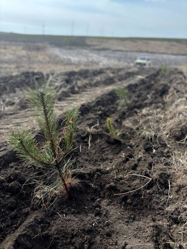 ГБУ ЛНР «Сватовское лесоохотничье хозяйство» присоединилось к Международной акции «Сад памяти» и провело высадку 8 тысяч деревьев в память о героях Отечества ГБУ ЛНР «Сватовское лесоохотничье хозяйство» присоединилось к Международной акции «Сад памяти» и провело высадку 8 тысяч деревьев в память о героях Отечества
