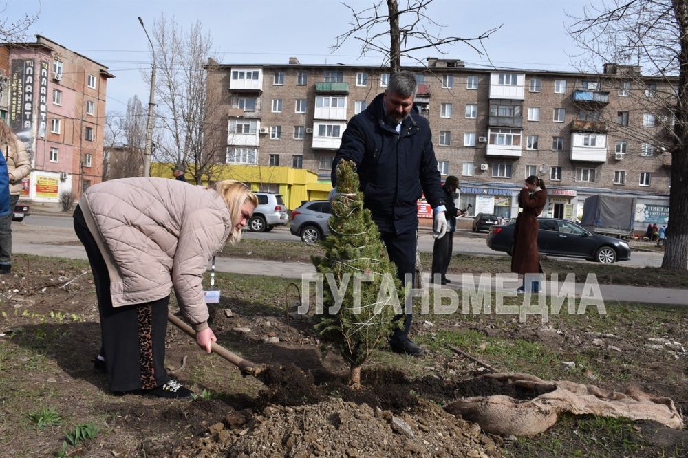 В Алчевске состоялась Всероссийская акция «Сад памяти» В Алчевске состоялась Всероссийская акция «Сад памяти»