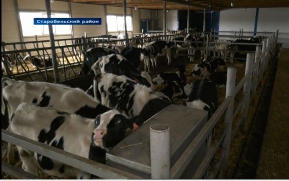 ЛНР наращивает производство продуктов питания: цифры, отрасли и самообеспечение ЛНР наращивает производство продуктов питания: цифры, отрасли и самообеспечение