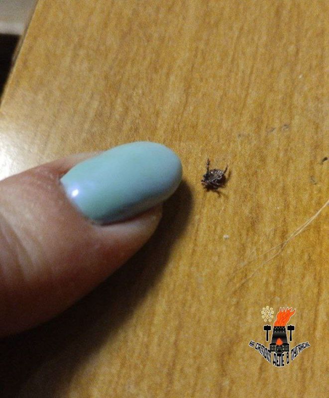 Клещи вышли на охоту, будьте бдительны Клещи вышли на охоту, будьте бдительны