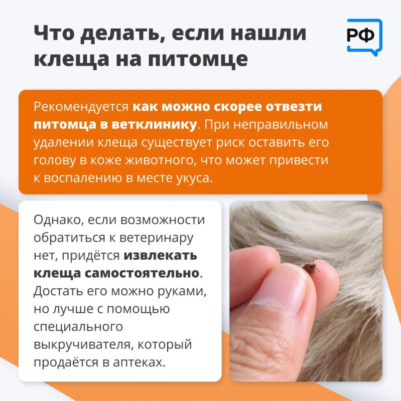 Из-за тёплой и бесснежной зимы клещи проснулись раньше обычного, предупредили в Роспотребнадзоре Из-за тёплой и бесснежной зимы клещи проснулись раньше обычного, предупредили в Роспотребнадзоре