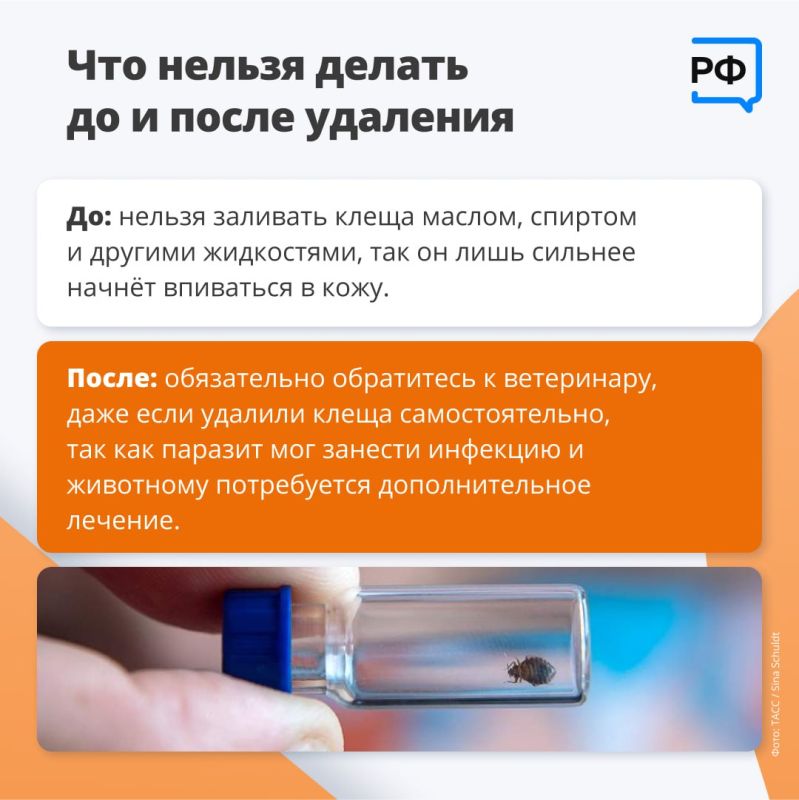 Из-за тёплой и бесснежной зимы клещи проснулись раньше обычного, предупредили в Роспотребнадзоре Из-за тёплой и бесснежной зимы клещи проснулись раньше обычного, предупредили в Роспотребнадзоре