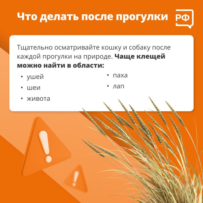 Из-за тёплой и бесснежной зимы клещи проснулись раньше обычного, предупредили в Роспотребнадзоре Из-за тёплой и бесснежной зимы клещи проснулись раньше обычного, предупредили в Роспотребнадзоре