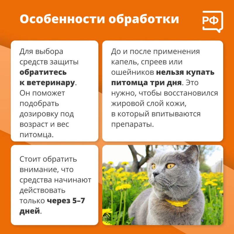 Из-за тёплой и бесснежной зимы клещи проснулись раньше обычного, предупредили в Роспотребнадзоре Из-за тёплой и бесснежной зимы клещи проснулись раньше обычного, предупредили в Роспотребнадзоре