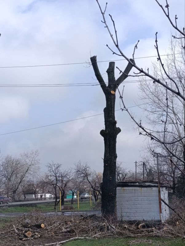 Андрей Рубанцов: В поселках нашего городского округа продолжаются работы по спилу и обрезке аварийных деревьев Андрей Рубанцов: В поселках нашего городского округа продолжаются работы по спилу и обрезке аварийных деревьев