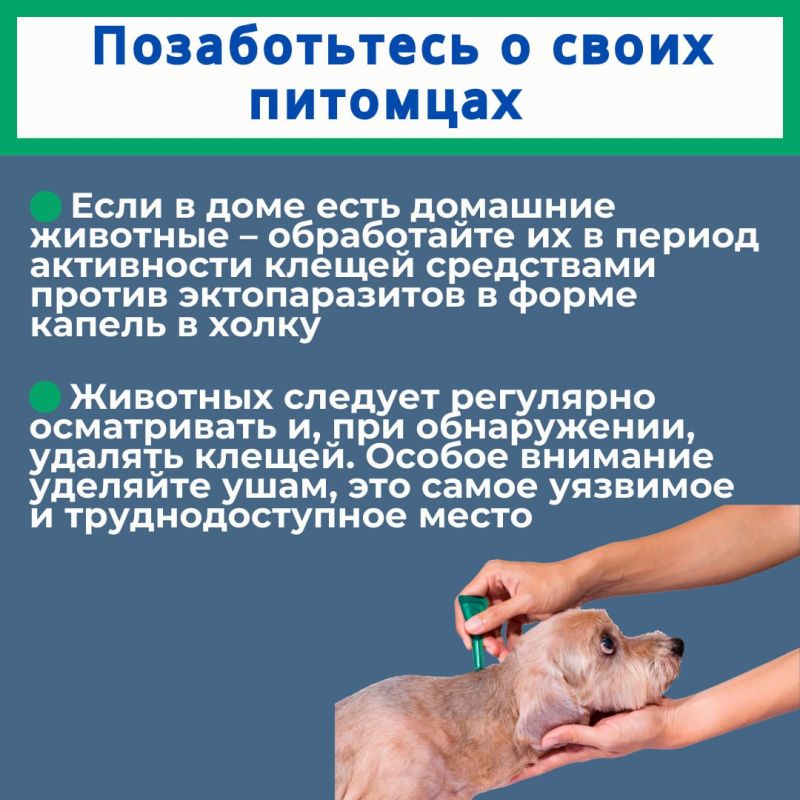 Иксодовые клещи являются переносчиками возбудителей (вирусов, бактерий, простейших) природноочаговых заболеваний (клещевого энцефалита, Лайм-боррелиозов, геморрагической лихорадки Крым-Конго, туляремии, бабезиозов и др.) Иксодовые клещи являются переносчиками возбудителей (вирусов, бактерий, простейших) природноочаговых заболеваний (клещевого энцефалита, Лайм-боррелиозов, геморрагической лихорадки Крым-Конго, туляремии, бабезиозов и др.)