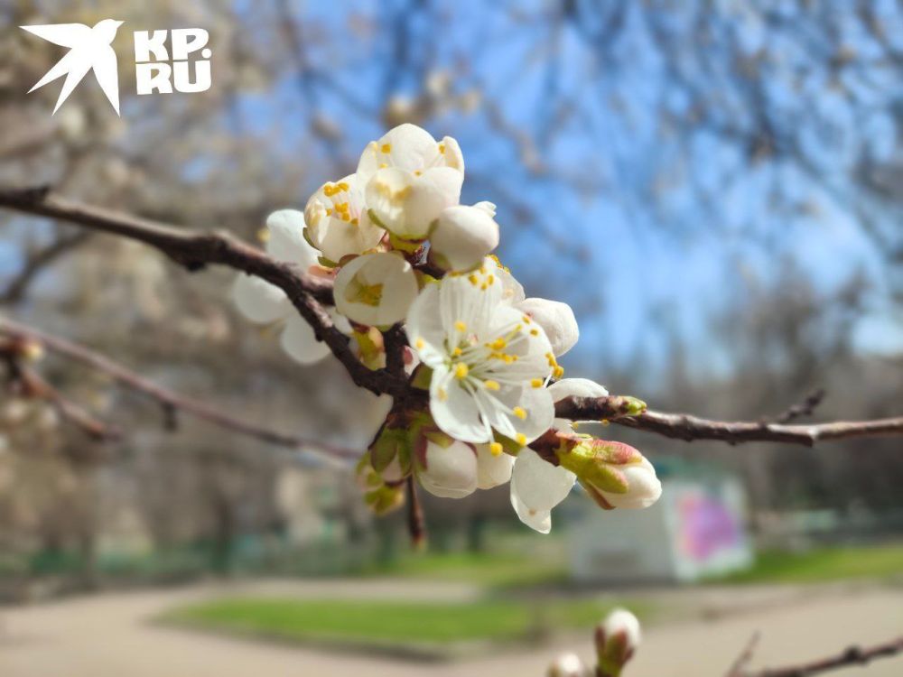 Апрель. Подписывайся на @kp_lnr Апрель. Подписывайся на @kp_lnr