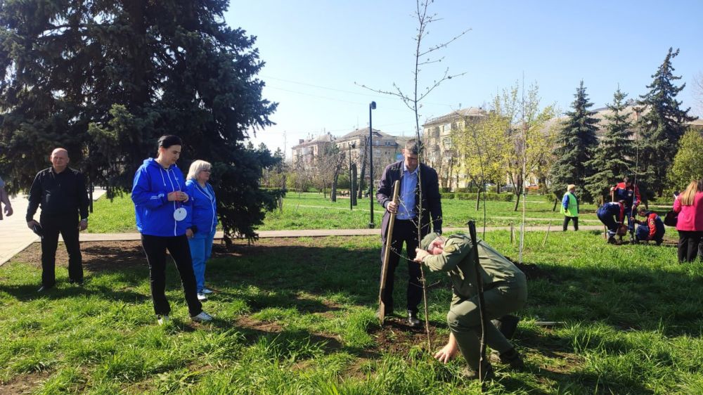 Луганчане высадили 80 кленов в память о защитниках Отечества Луганчане высадили 80 кленов в память о защитниках Отечества