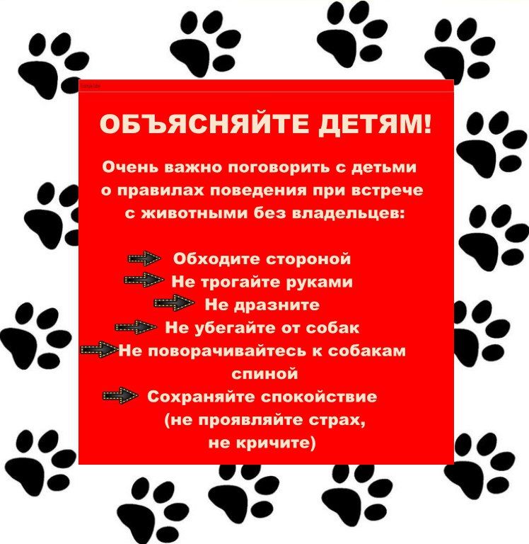 Памятка как вести себя при встречи с животными без владельцев Памятка как вести себя при встречи с животными без владельцев