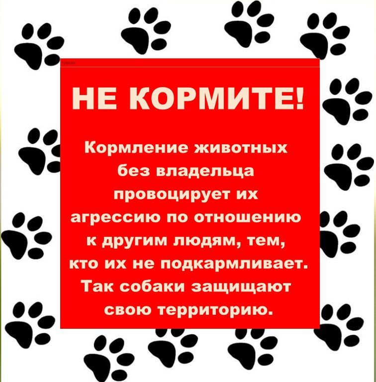 Памятка как вести себя при встречи с животными без владельцев Памятка как вести себя при встречи с животными без владельцев