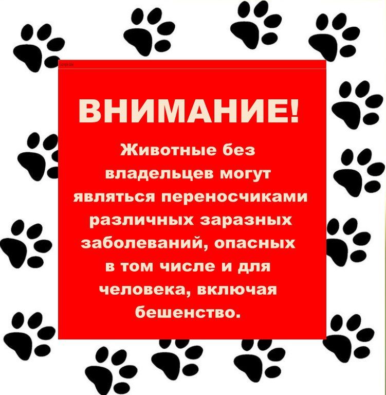 Памятка как вести себя при встречи с животными без владельцев Памятка как вести себя при встречи с животными без владельцев