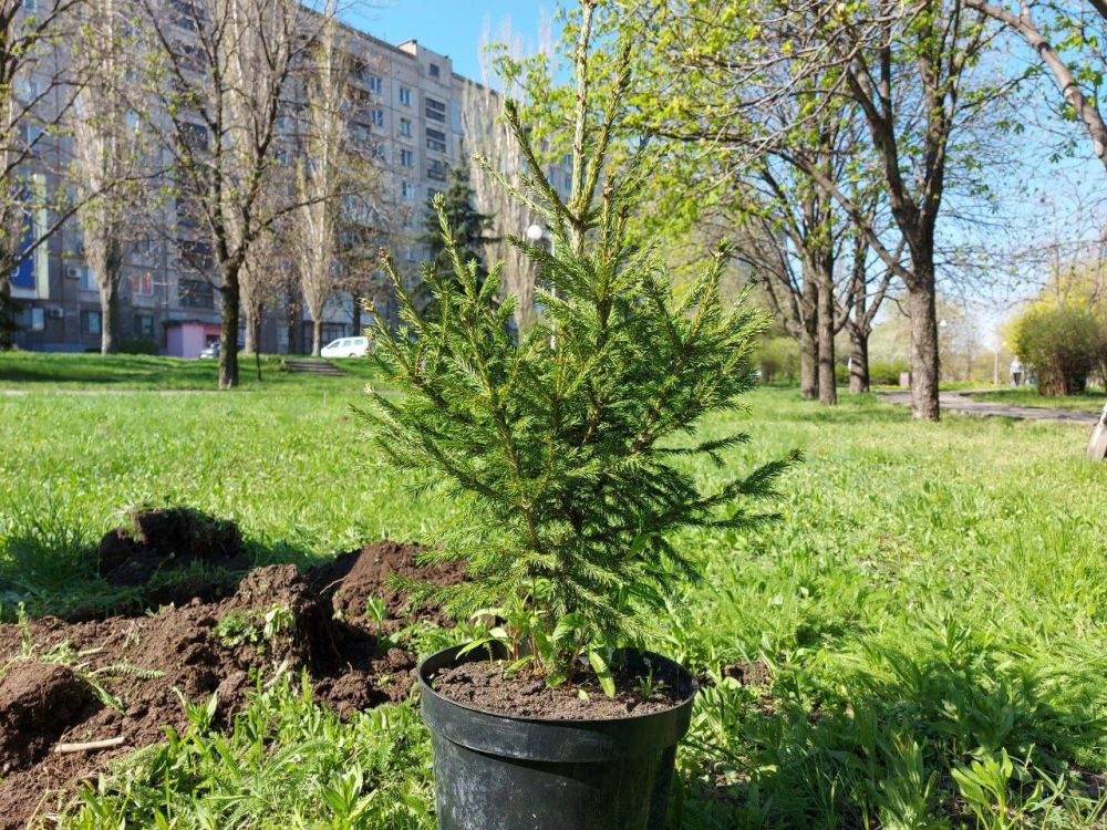 Роман Лысенко: В продолжение акции «Сад памяти» ещё одну часть прекрасных саженцев молодых елей высадили в Вологодском сквере Роман Лысенко: В продолжение акции «Сад памяти» ещё одну часть прекрасных саженцев молодых елей высадили в Вологодском сквере