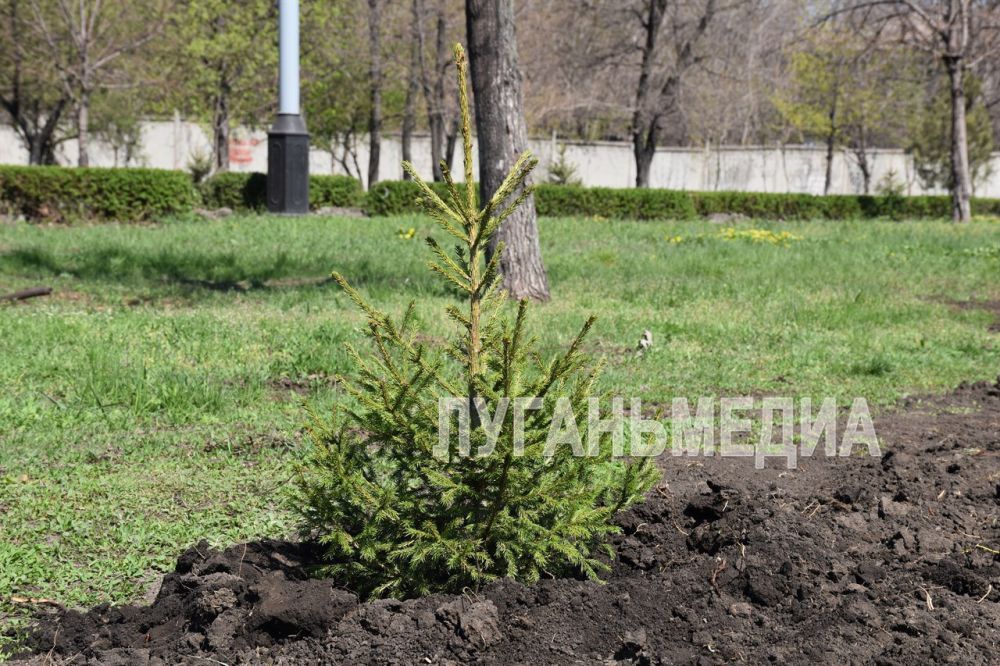 Алчевск присоединился к международной акции «Сад памяти» Алчевск присоединился к международной акции «Сад памяти»