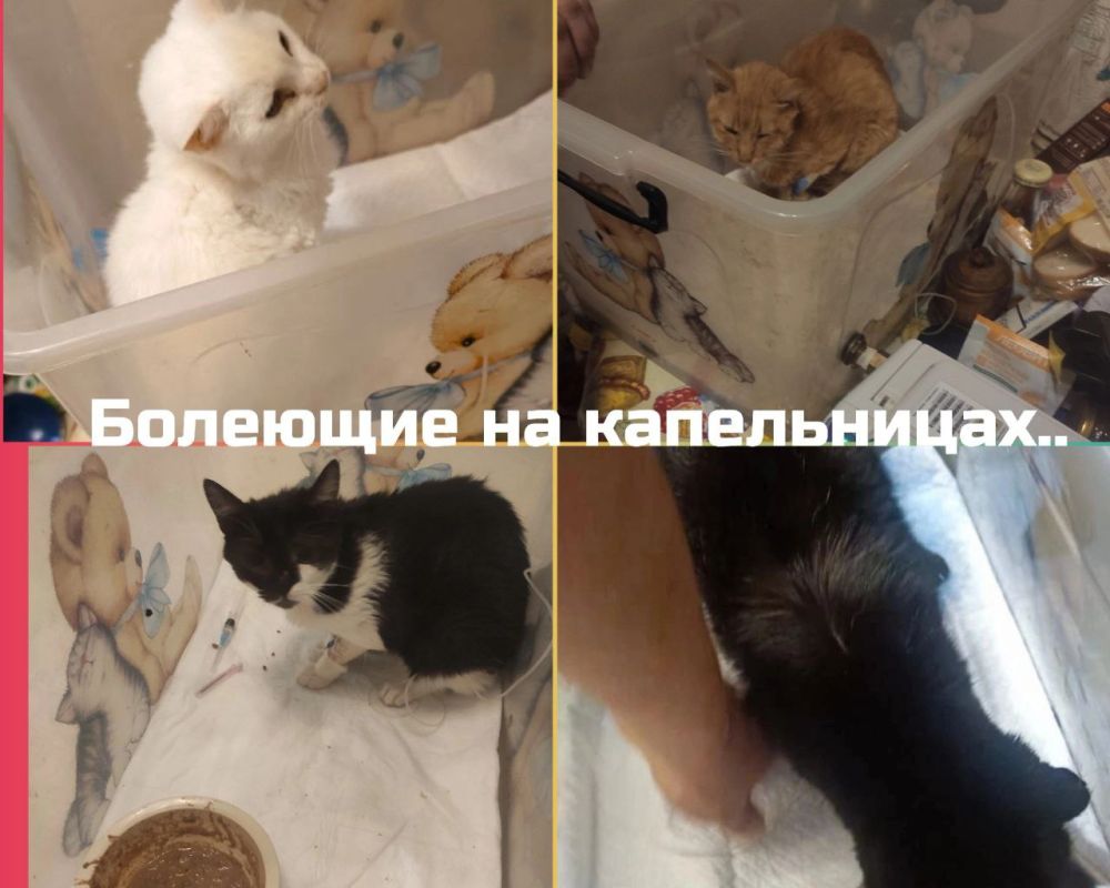 Друзья, наш частный приют "Кошкин дом" г. Луганска, где более 200 хвостиков, находясь в зоне проведения СВО и не имея никакой помощи от государства, кричит о помощи любой посильной суммой!! Друзья, наш частный приют "Кошкин дом" г. Луганска, где более 200 хвостиков, находясь в зоне проведения СВО и не имея никакой помощи от государства, кричит о помощи любой посильной суммой!!