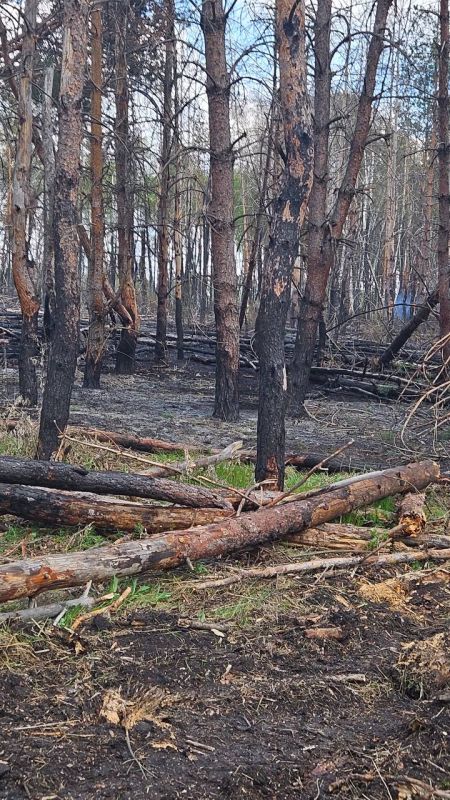 Пожарные отстояли жилые дома в Бобровом и Боровском, когда огонь практически вплотную приблизился к населенным пунктам Пожарные отстояли жилые дома в Бобровом и Боровском, когда огонь практически вплотную приблизился к населенным пунктам