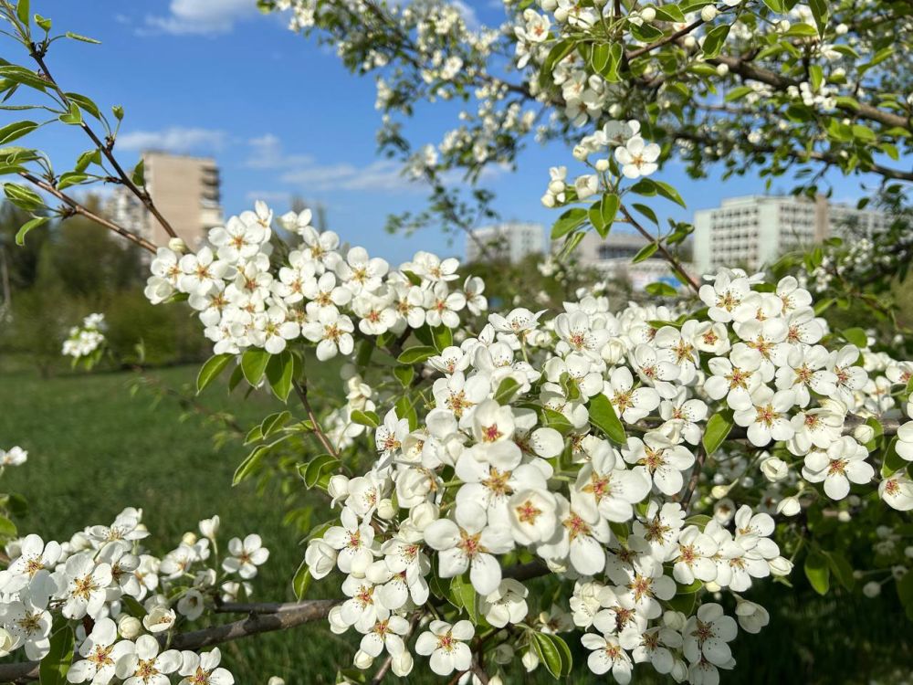 Красный Луч расцветает! Ваши фото ждём в комментариях Красный Луч расцветает! Ваши фото ждём в комментариях