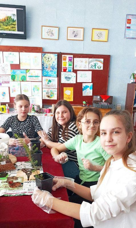 Вологодские елки приживаются на школьных дворах Алчевска Вологодские елки приживаются на школьных дворах Алчевска