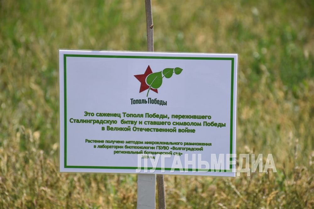 В Краснодоне увековечили память о героях Великой Отечественной войны, высадив «Тополь Победы» В Краснодоне увековечили память о героях Великой Отечественной войны, высадив «Тополь Победы»