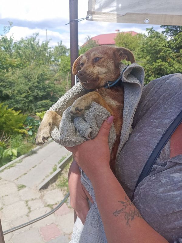 Волонтерство это не только субботники, высадки деревьев и помощь людям Волонтерство это не только субботники, высадки деревьев и помощь людям