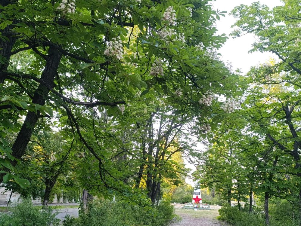 «Цветущий май» в городе Рубежное «Цветущий май» в городе Рубежное