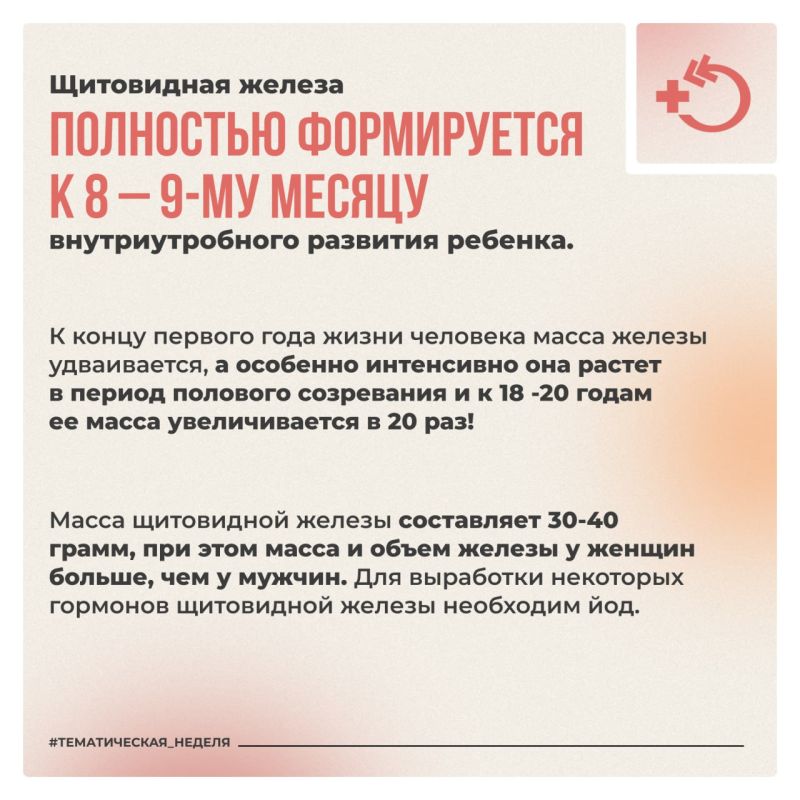 Щитовидная железа – железа внутренней секреции, синтезирующая ряд гормонов, необходимых для поддержания гомеостаза Щитовидная железа – железа внутренней секреции, синтезирующая ряд гормонов, необходимых для поддержания гомеостаза