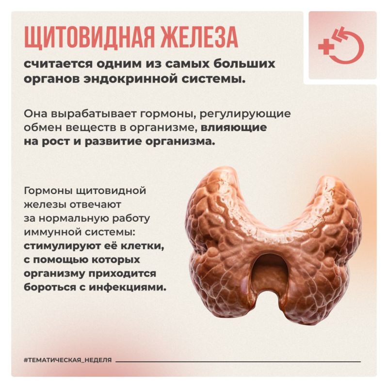 Щитовидная железа – железа внутренней секреции, синтезирующая ряд гормонов, необходимых для поддержания гомеостаза Щитовидная железа – железа внутренней секреции, синтезирующая ряд гормонов, необходимых для поддержания гомеостаза