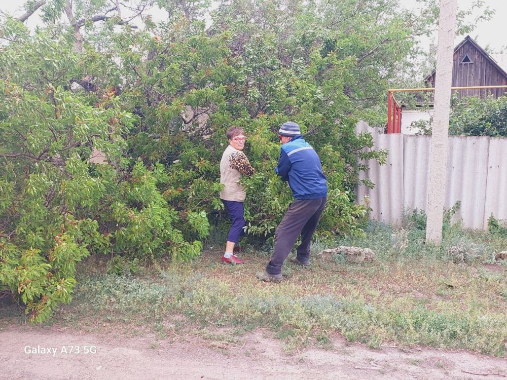 Обрезка деревьев для повышения надежности электроснабжения Обрезка деревьев для повышения надежности электроснабжения
