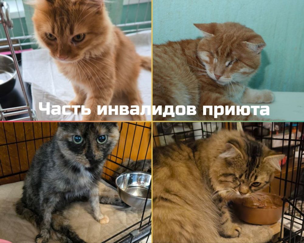 Друзья, по традиции, у нас сегодня День Стольника и мы будем пытаться уменьшить долги за корм, на сегодня они такие Друзья, по традиции, у нас сегодня День Стольника и мы будем пытаться уменьшить долги за корм, на сегодня они такие