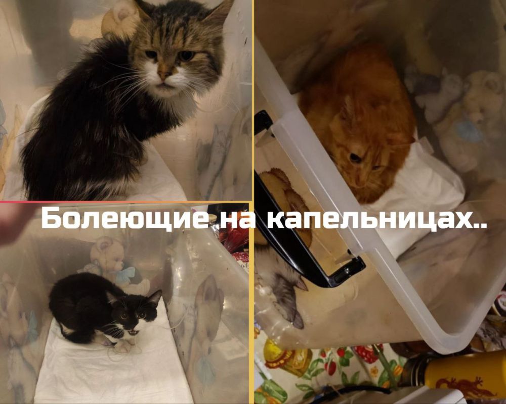 Друзья, по традиции, у нас сегодня День Стольника и мы будем пытаться уменьшить долги за корм, на сегодня они такие Друзья, по традиции, у нас сегодня День Стольника и мы будем пытаться уменьшить долги за корм, на сегодня они такие
