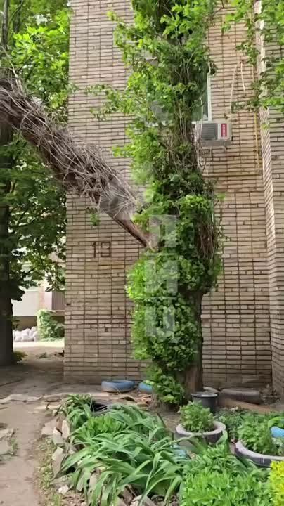 Ветер в Луганске сегодня разгулялся не на шутку