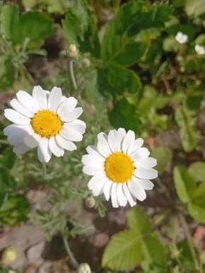   29     