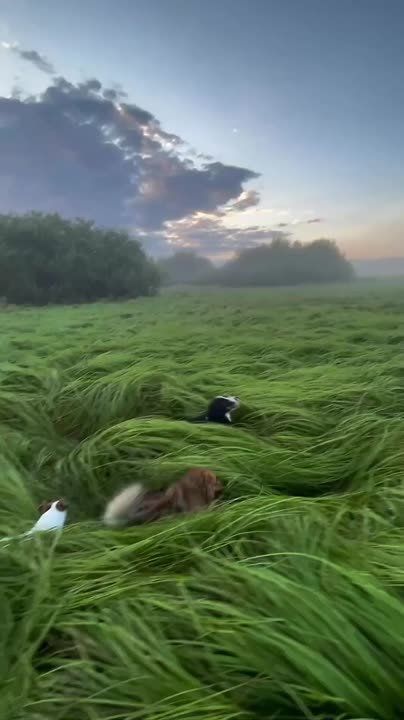 Счастья у хвостатых полные лапы