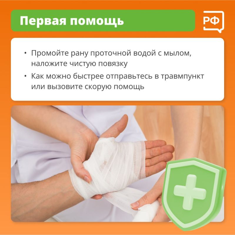 Дикие животные редко нападают на людей без причины Дикие животные редко нападают на людей без причины