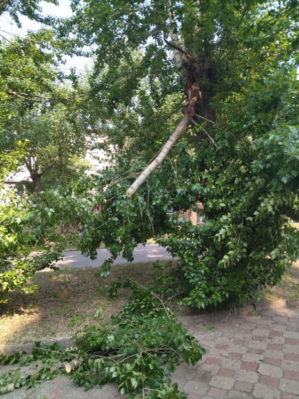 В Антрацитовском муниципальном округе продолжается активная работа по омоложению зеленых насаждений и благоустройству клумб силами МУП "Антрацитовское зеленое хозяйство" В Антрацитовском муниципальном округе продолжается активная работа по омоложению зеленых насаждений и благоустройству клумб силами МУП "Антрацитовское зеленое хозяйство"