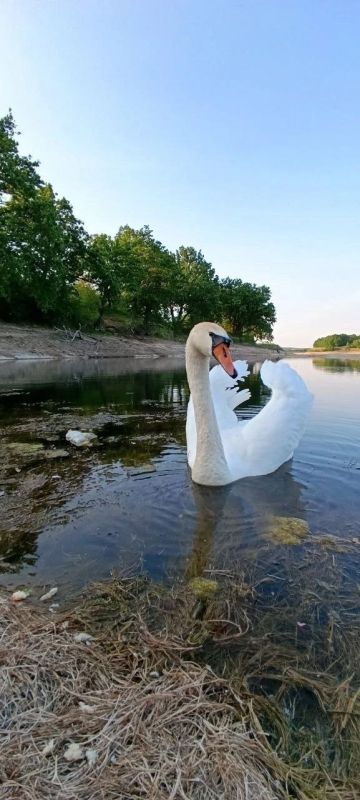 Прекрасные лебеди-шипуны и их малыш на Чернухинском водохранилище Прекрасные лебеди-шипуны и их малыш на Чернухинском водохранилище