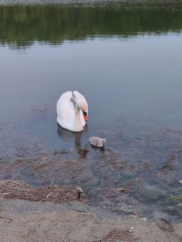 Вот такие лебеди-шипуны и их малыш замечены на Чернухинском водохранилище Вот такие лебеди-шипуны и их малыш замечены на Чернухинском водохранилище