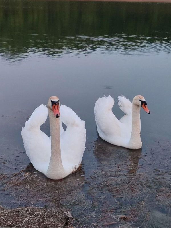 Вот такие лебеди-шипуны и их малыш замечены на Чернухинском водохранилище
